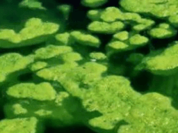 Algae