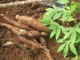 cassava