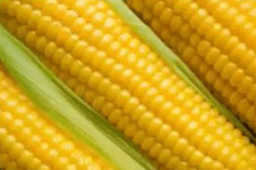 Corn