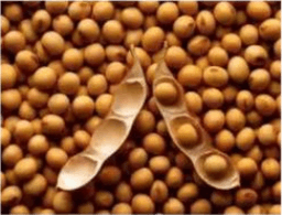 Soybean